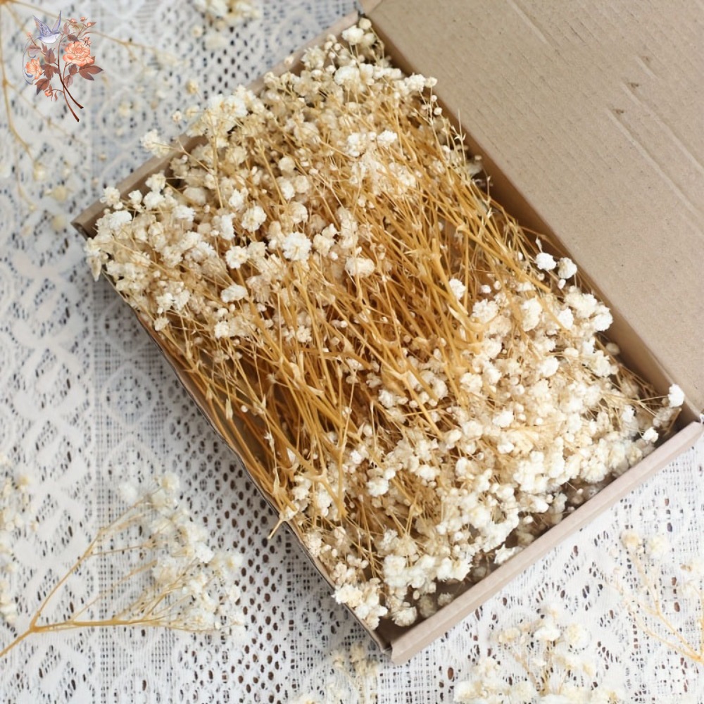 100 Stück Mini Getrocknete Sch – Craft Embellishments Bewertung und Preis