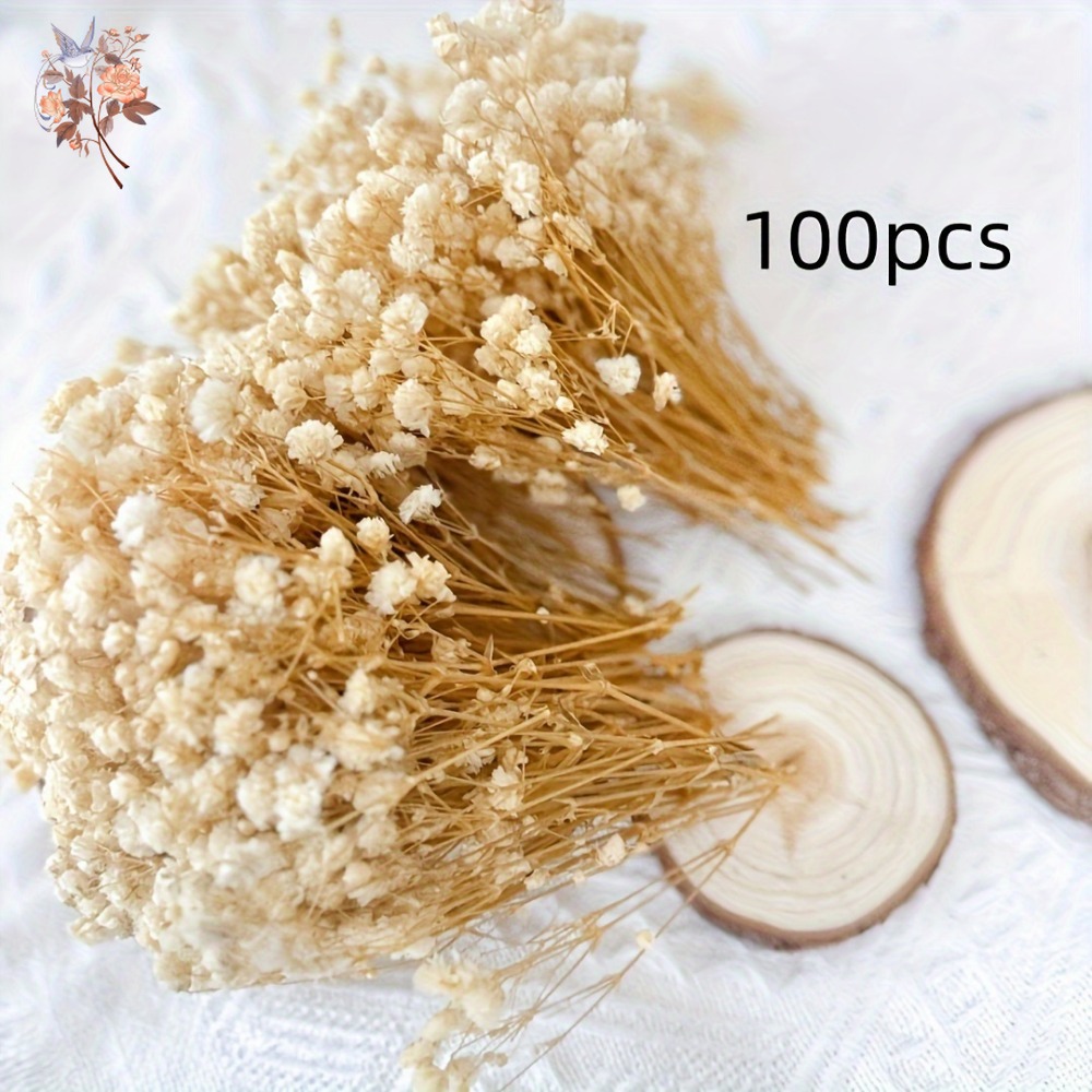 100 Stück Mini Getrocknete Sch – Craft Embellishments Bewertung und Preis
