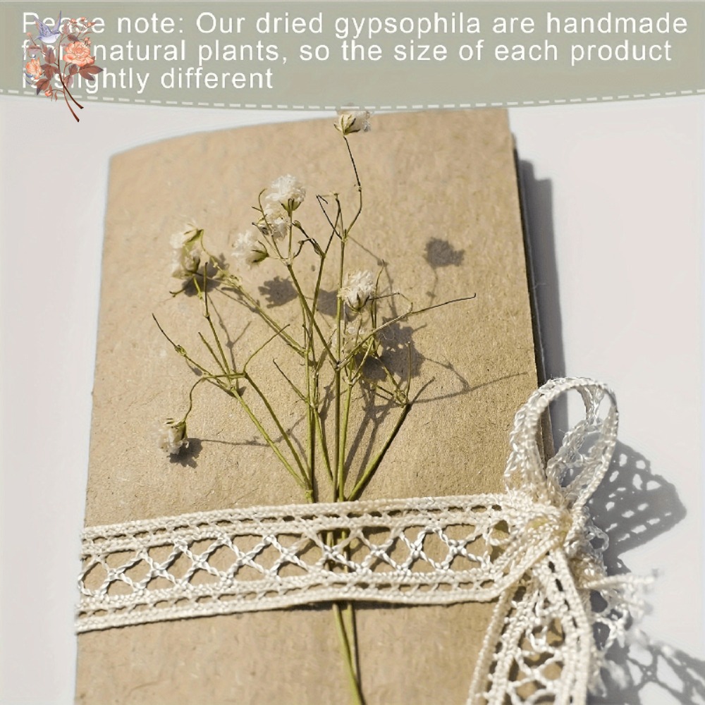 100 Stück Mini Getrocknete Sch – Craft Embellishments Bewertung und Preis